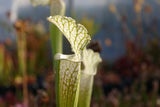Sarracenia leucophylla cv  'Schnell's ghost'