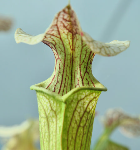 Sarracenia x areolata "giant"