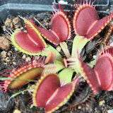 Dionaea "australian red rosetted"