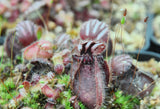 Cephalotus follicularis "forme rouge"