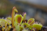 Dionaea 'Cupped trap'