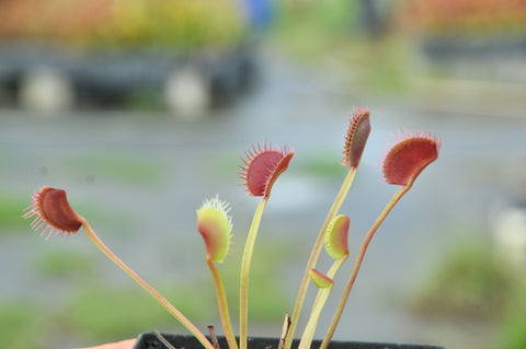 Dionaea 'WIP Slim Snapper'
