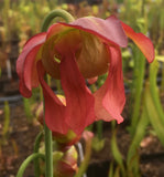 Sarracenia cv 'Judith Hindle'