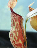 Nepenthes  "gaya"
