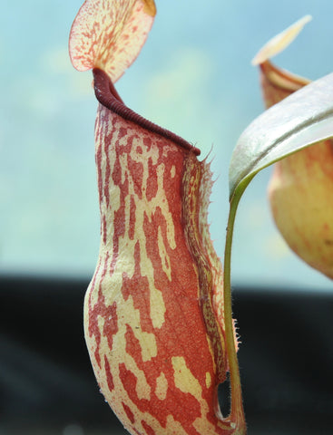 Nepenthes  "gaya"