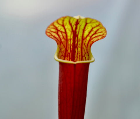 Sarracenia x (S. alata red throat x S. flava var. atropurpurea)