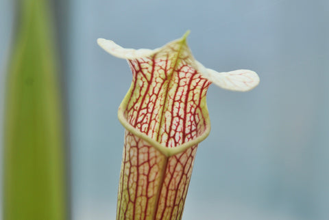 Sarracenia x areolata "giant"
