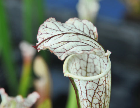 Sarracenia leucophylla