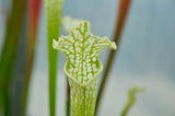 Sarracenia leucophylla f. viridescens
