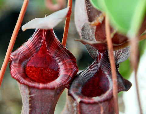 Nepenthes (lowii x ventricosa)