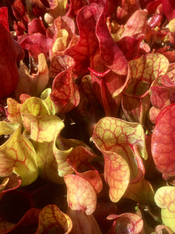 Sarracenia purpurea ssp venosa