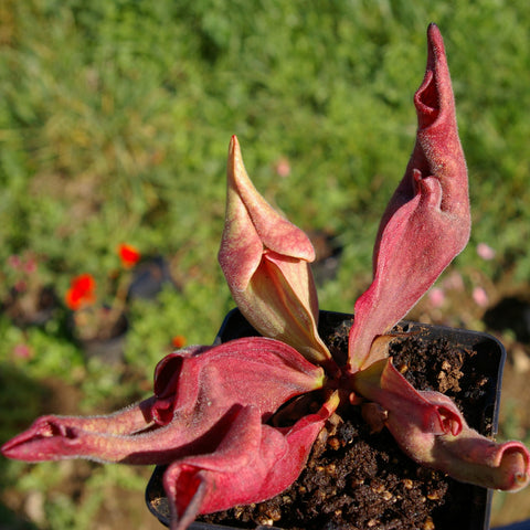 Sarracenia purpurea smurf