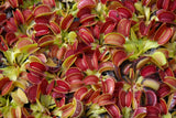 Graines de Dionaea Muscipula